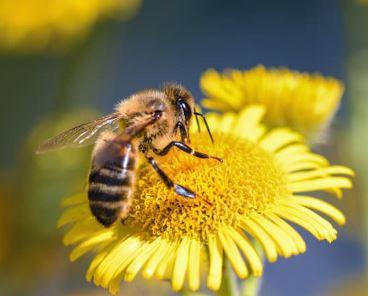 Image for event: Habitat Hotels for Bees