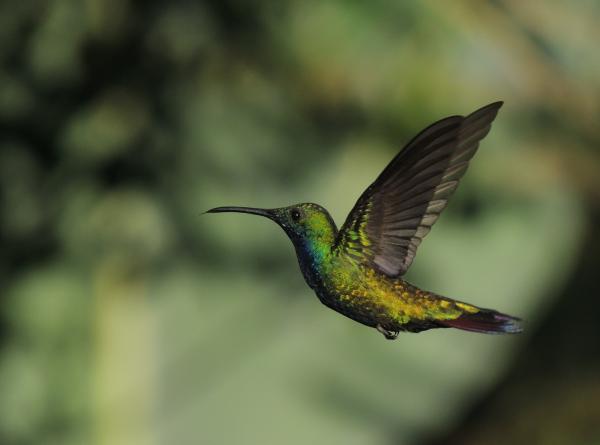 Image for event: Amazing Hummingbirds of the World