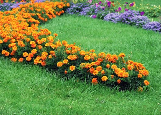 Image for event: Designing a Flower Bed with Seasonal Interest
