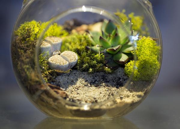 Image for event: Make Your Own Terrarium