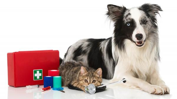 Image for event: First Aid for Pets