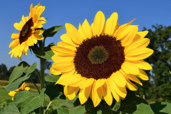 Image for event: Sunflower Card Craft